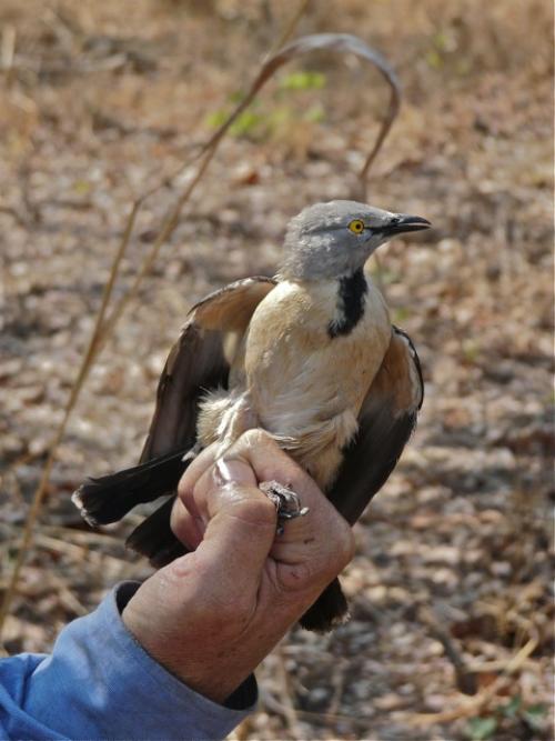 Olive-flanked Robin-Chat - Cossypha anomala - Birds of the World