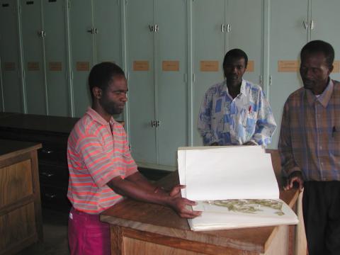 Botanist Inncoent Balagezi in CSRN, Lwiro Herbarium